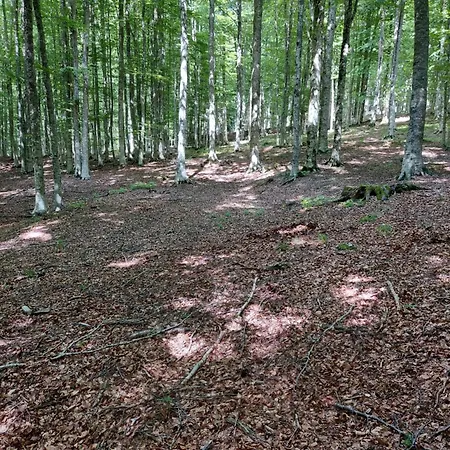 Διαμέρισμα Grazioso Bilocale Castel del Piano (Tuscany)